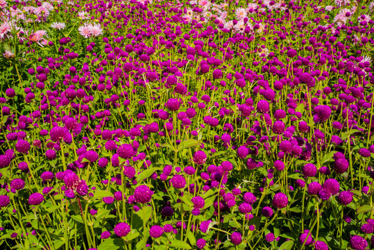 菊花園的花卉種植與養(yǎng)護(hù)指南