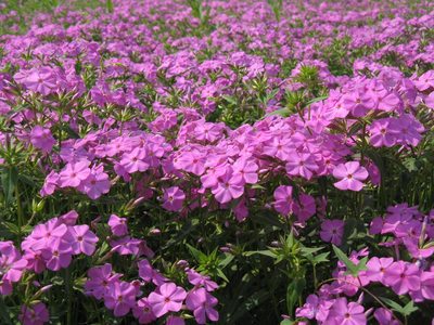 宿根花卉的魅力與種植指南
