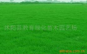 探索沭陽(yáng)花卉種植奧秘 優(yōu)質(zhì)種子與種苗的專業(yè)指南